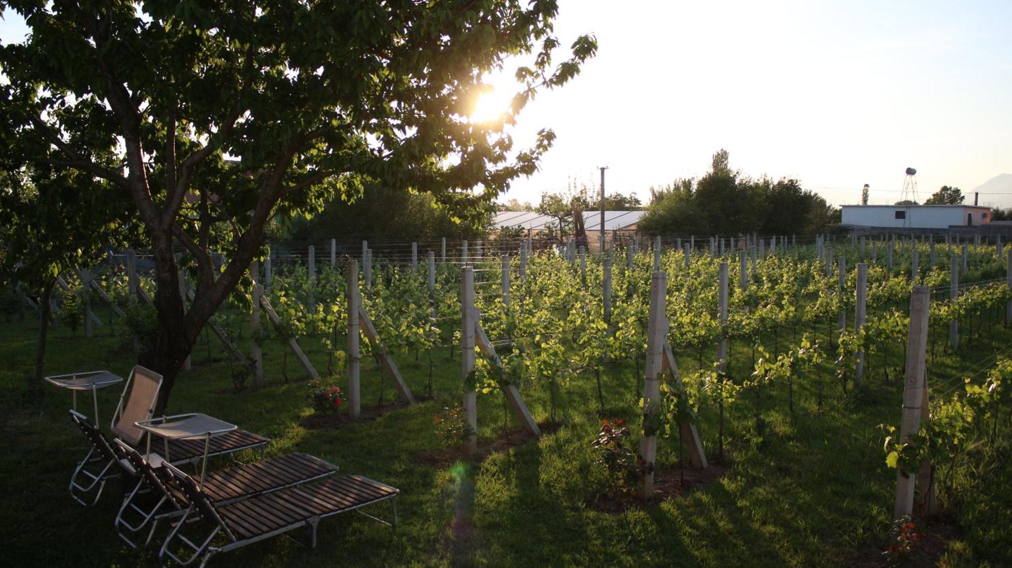 "Per Mik" Cottage In Vineyard Shkoder Bagian luar foto