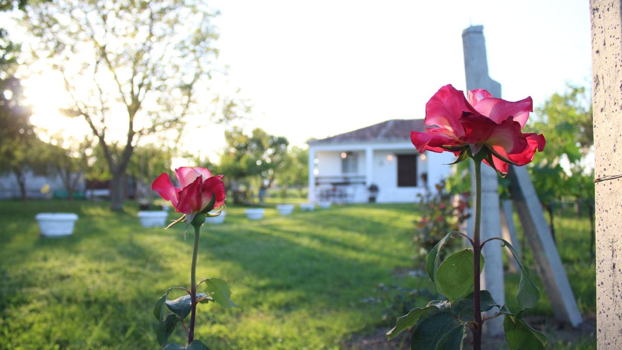 "Per Mik" Cottage In Vineyard Shkoder Bagian luar foto