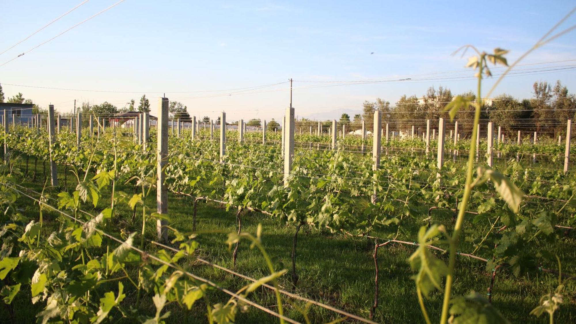 "Per Mik" Cottage In Vineyard Shkoder Bagian luar foto